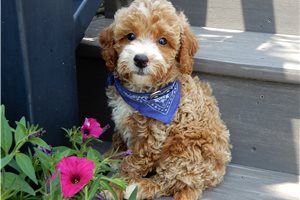 Billy - puppy for sale