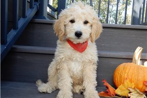 Hubert - puppy for sale