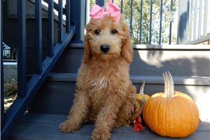 Edith - puppy for sale