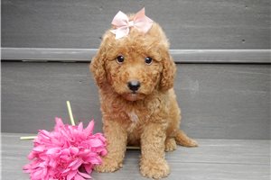 Harper - puppy for sale