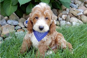 Bash - puppy for sale