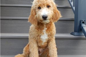 Ames - Goldendoodle, Mini for sale