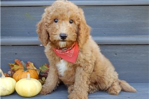 Herald - Mini Goldendoodle for sale