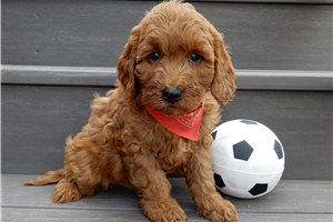 Lexington - Goldendoodle, Mini for sale