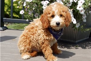 Bronx - Goldendoodle, Mini for sale