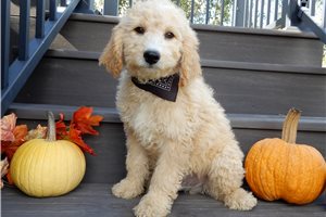 Hamilton - puppy for sale