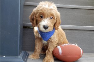 Ethan - puppy for sale