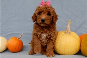 Kerri - Goldendoodle, Mini for sale