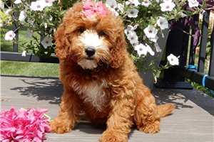 Sherri - Goldendoodle, Mini for sale