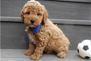 Alto - Goldendoodle, Mini for sale