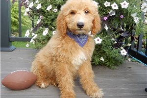 Gleeson, a Mini Goldendoodle puppy