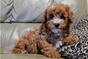 Alvin - Mini Goldendoodle for sale