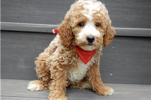 Bronx - puppy for sale