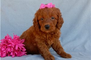 Shiloh - puppy for sale