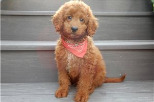 Benjamin - Goldendoodle, Mini for sale