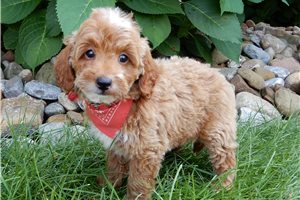 Brent - puppy for sale