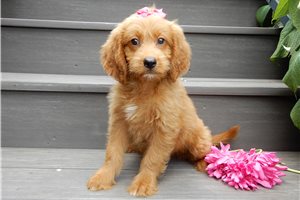 Donna - Goldendoodle, Mini for sale