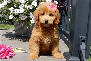 Sidney - Goldendoodle, Mini for sale