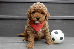 Alistair - Goldendoodle, Mini for sale