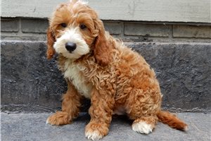 Bash - Goldendoodle, Mini for sale