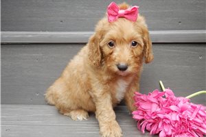 Hattie - puppy for sale