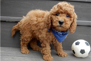 Brody - Goldendoodle, Mini for sale