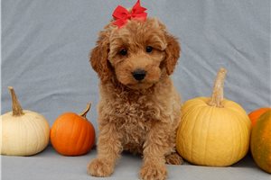 Kora - puppy for sale