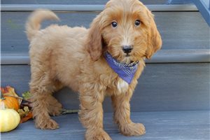 Henry - Mini Goldendoodle for sale