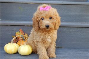 Sheila - Mini Goldendoodle for sale