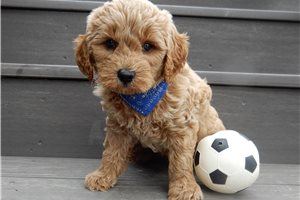 Alford - Goldendoodle, Mini for sale