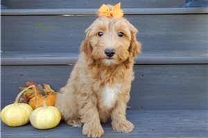 Hattie - Mini Goldendoodle for sale