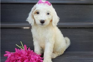 Gypsy - puppy for sale