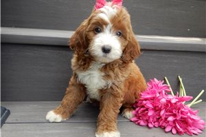 Emmalynn - puppy for sale