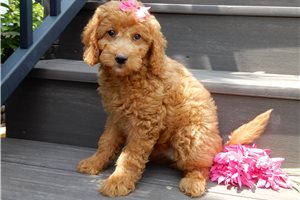 Drue - Goldendoodle, Mini, placed in Mansfield