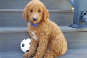 Dervish - puppy for sale