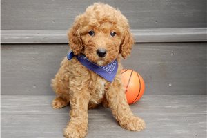 Duke - puppy for sale
