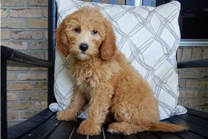 Diana - Goldendoodle, Mini for sale