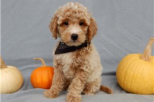 Kelvin - puppy for sale