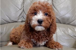 Beau - Mini Goldendoodle for sale
