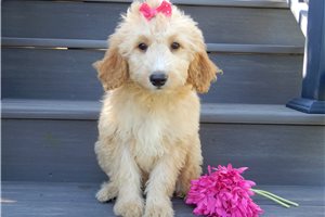 Gretal - Goldendoodle, Mini, placed in Mansfield