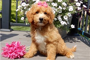 Shirley - Mini Goldendoodle for sale