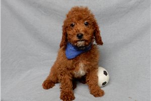 Lucas - Goldendoodle, Mini for sale