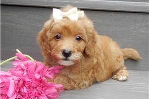 Harrietta - puppy for sale