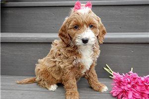 Luciana - Goldendoodle, Mini for sale