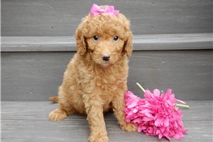 Delilah - Goldendoodle, Mini for sale