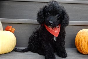 Hermes - Goldendoodle, Mini for sale