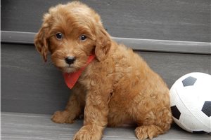 Henry - puppy for sale