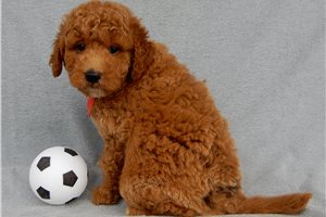Amigo - puppy for sale