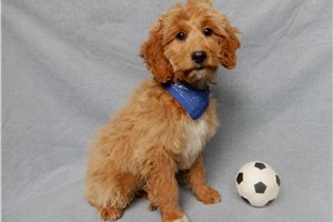 Keenan - puppy for sale