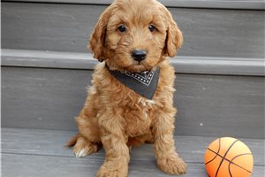 Luther - Goldendoodle, Mini for sale